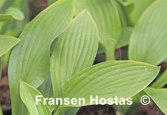 Hosta Aomori Select